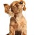 :iconmusicpup3: