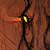:iconmustang-sauvage: