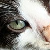 :iconmustang4: