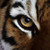 :iconmustangmoon: