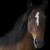 MustangRio :iconmustangrio: