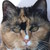 :iconmustaschocat: