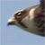 :iconmustelanivalis: