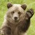 :iconmutedsilver12: