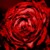 :iconMutter3120: