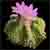 :iconmuua: