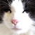 :iconmuzzlepuffs:
