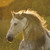 :iconmy-dreams-in-picture: