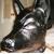 :iconmy-pets-master: