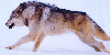 :iconmy-wolf-of-the-wild: