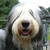 :iconmy3seadogs: