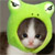 :iconmyaico: