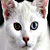 :iconmyakitten: