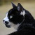 :iconmybewilderedheart: