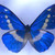 :iconmybludar: