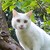 :iconmycatcrystal: