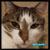:iconmycatrosie: