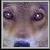 :iconmycatscuterthanyours: