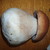 :iconmycelialpix: