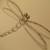 :iconmydragonfly: