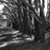 :iconmydreamingtree: