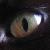 :iconmyfoxhound: