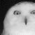 :iconMyFrozenMemory: