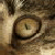 :iconmyfurlady: