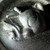 :iconmygianthorse: