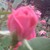 :iconmyhopeendures: