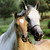 :iconmyhorse777: