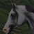 :iconmyhorseart: