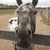 :iconmyhorsecisco: