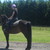 :iconmyhorsemidnight: