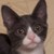 :iconmykittenraged: