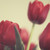 :iconmyladytutorials: