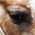 :iconmylittleblackdog: