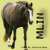:iconmyloginname: