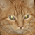 :iconMylomax: