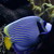 :iconmymarineworld: