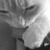 :iconmymelynx: