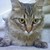:iconmymuffyincat: