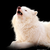 MyNameIsZeez :iconmynameiszeez:
