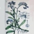 :iconmyosotispalustris: