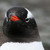 :iconmyplasticbox: