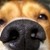 :iconmyrakoda: