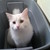 :iconmyrandomwordismeow:
