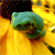 :iconmyrskye: