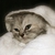 :iconmysikot: