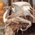 :iconmysteriousdragoness: